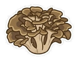 Maitake (Żagwica Listkowata) (Grifola frondosa)