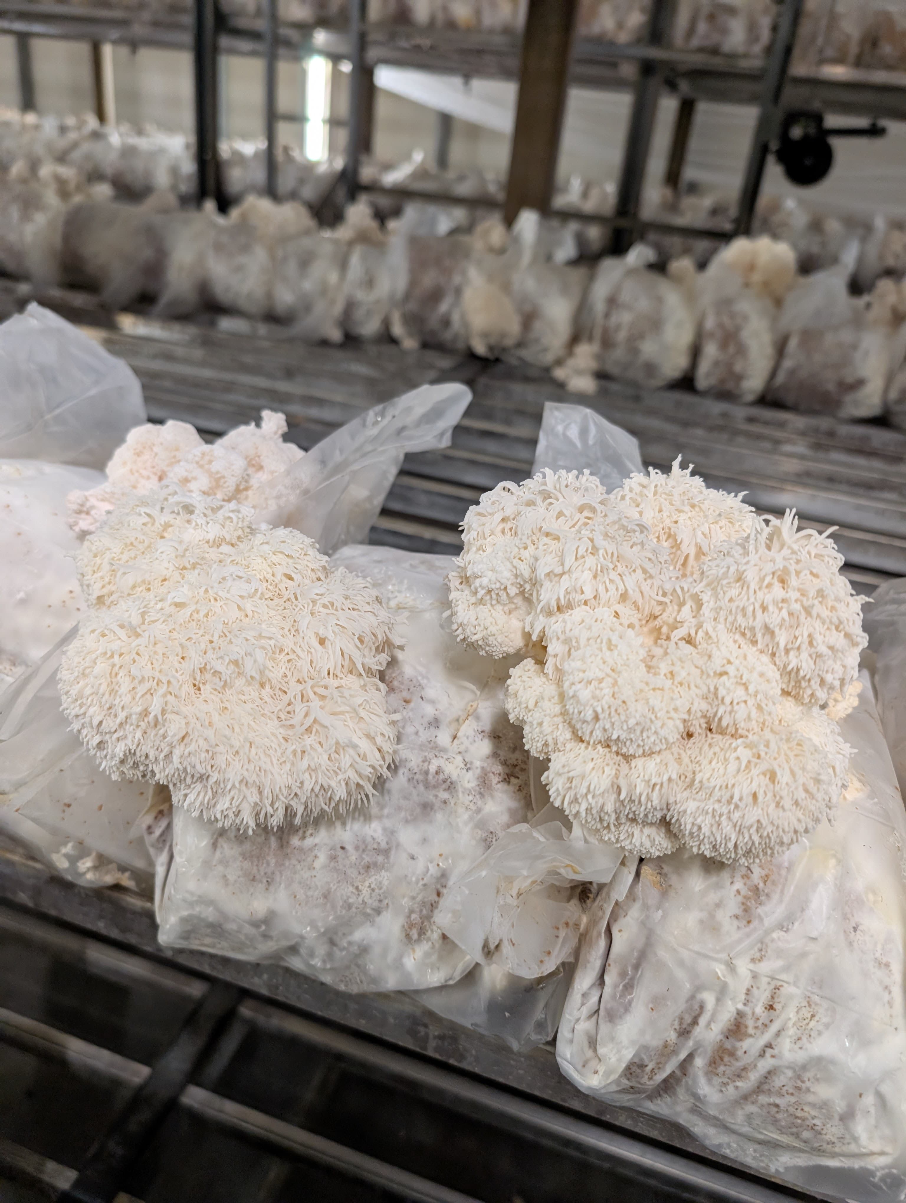 Lion's Mane Hericium erinaceus growing in Mushroom Empire cultivation hall in Lublin region, Poland
