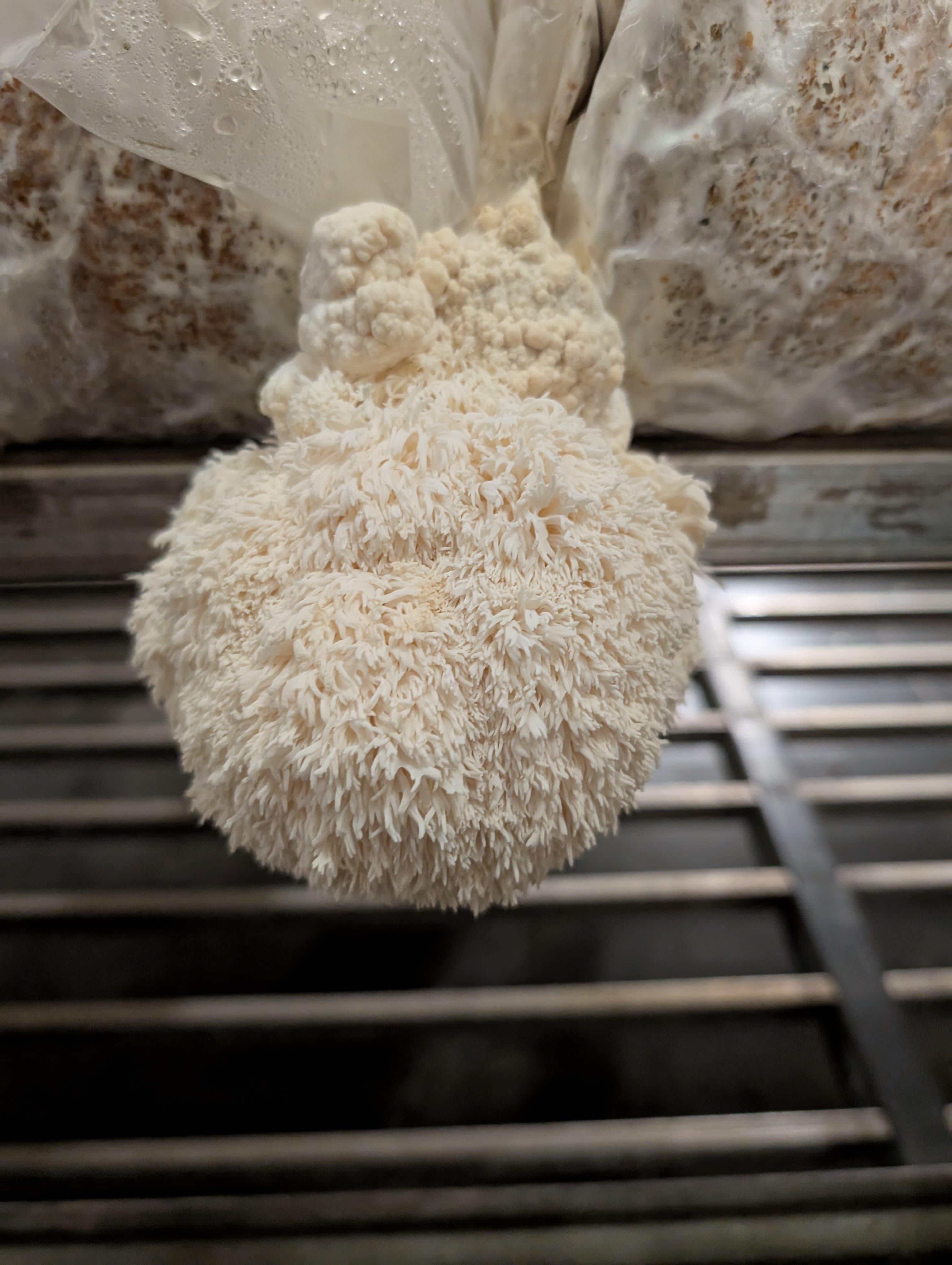 Mature Lion's Mane mushroom fruiting body close-up, Mushroom Empire premium B2B grade, Poland