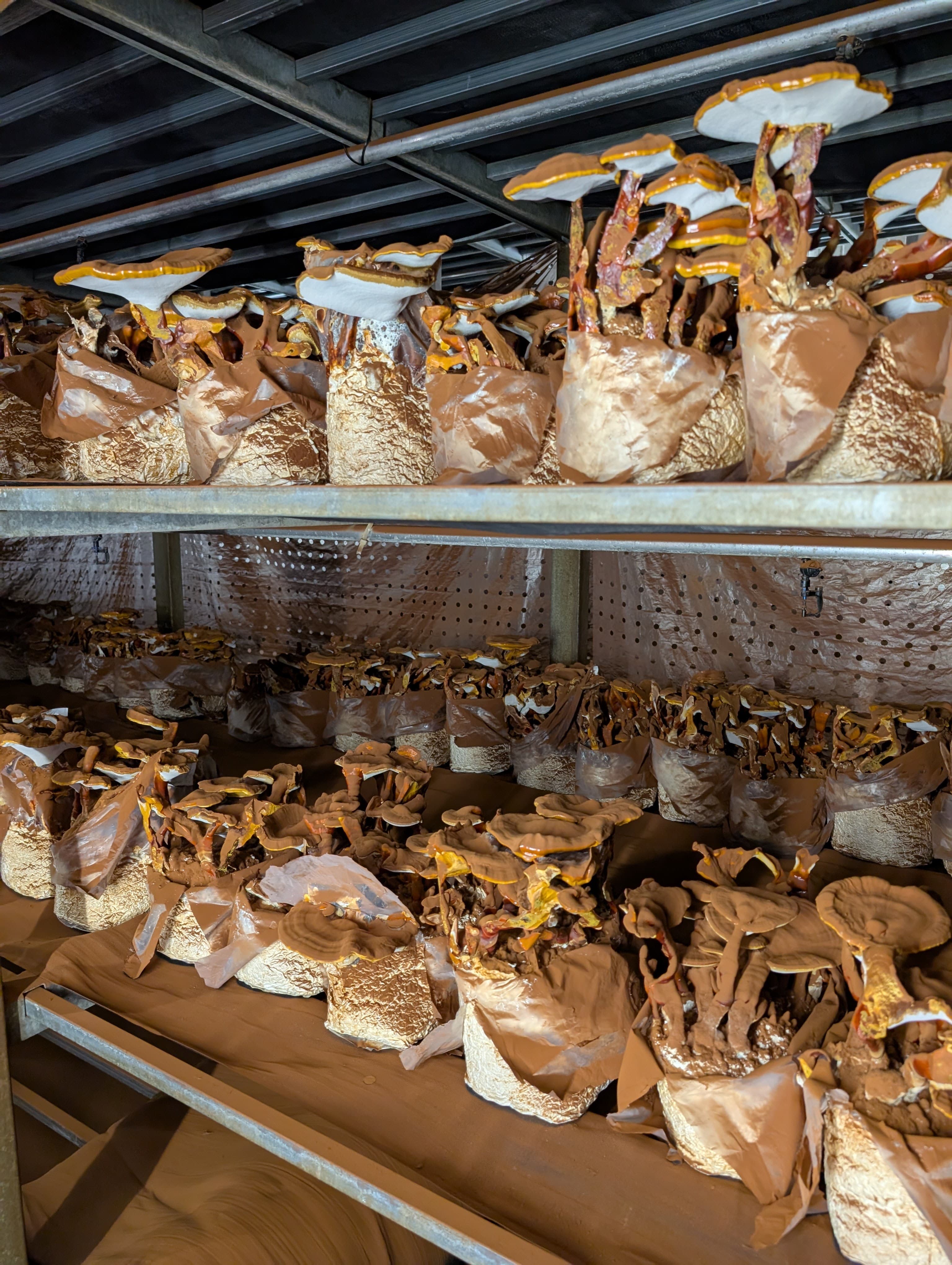 Reishi Ganoderma lucidum cultivation hall on EU EKO-certified substrate, Mushroom Empire Poland