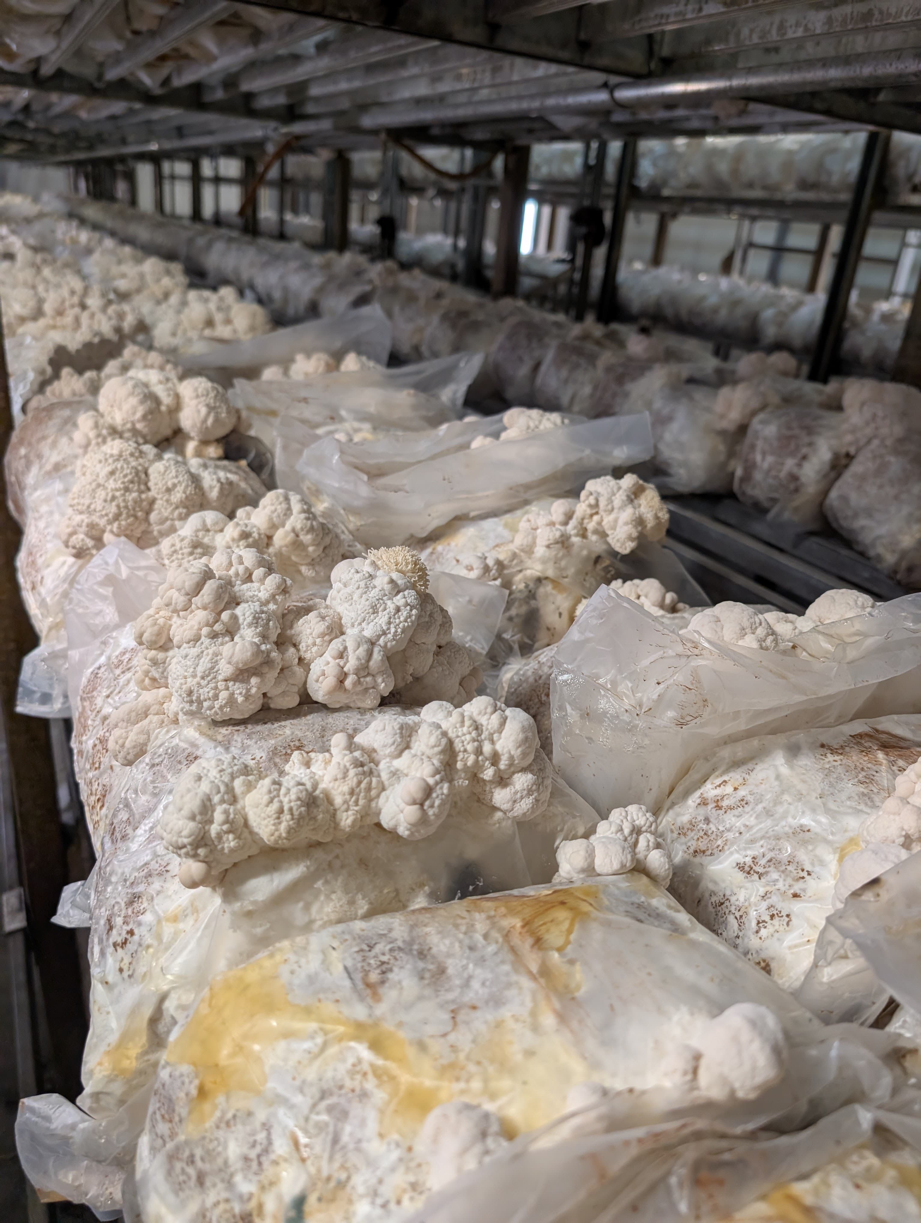 Uprawa soplówki jeżowatej Hericium erinaceus na skalę przemysłową w halach Mushroom Empire, województwo lubelskie