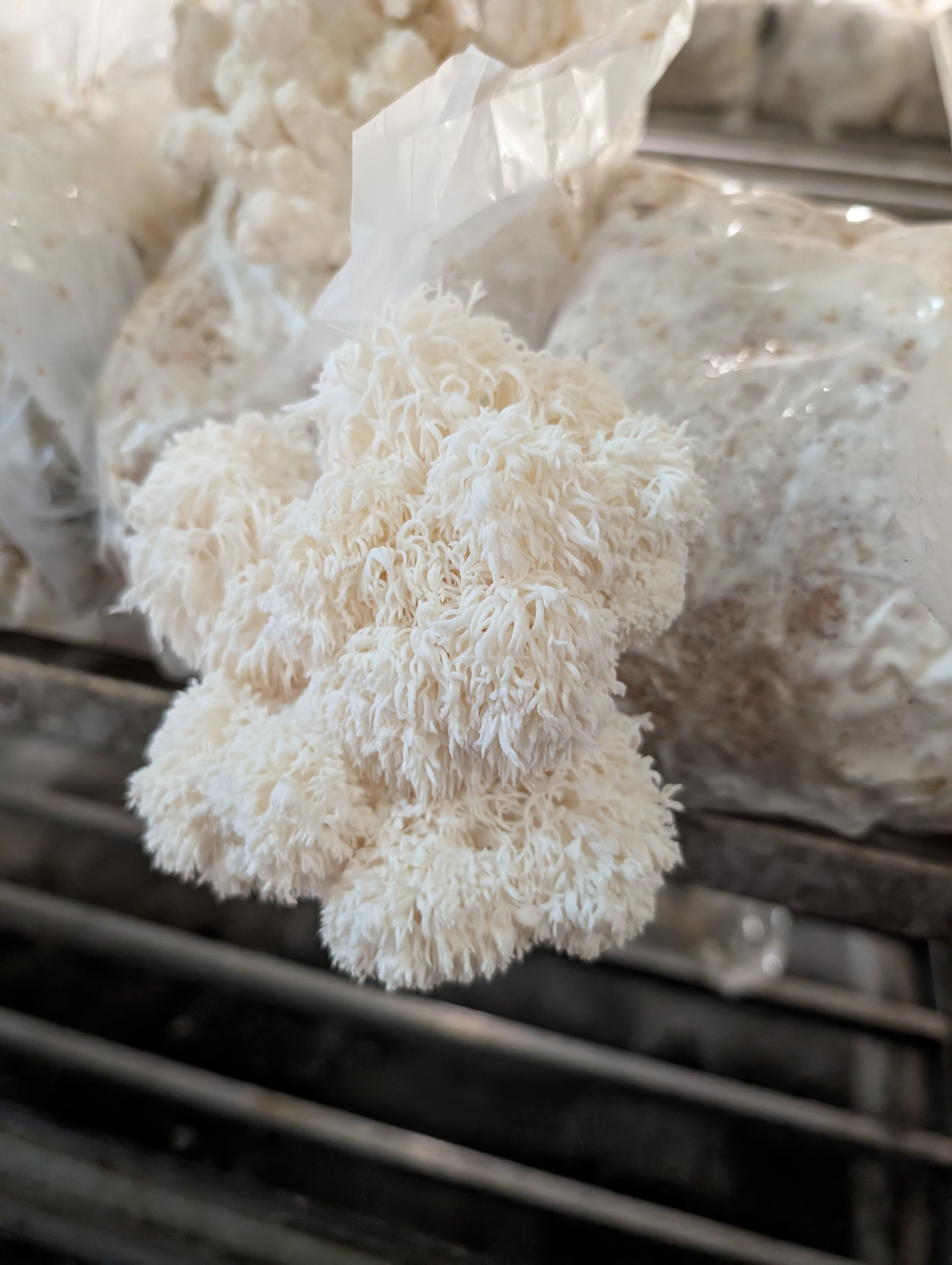 Owocnik soplówki jeżowatej klasy premium — 100% owocnik (bez grzybni) — Mushroom Empire, lubelskie, Polska