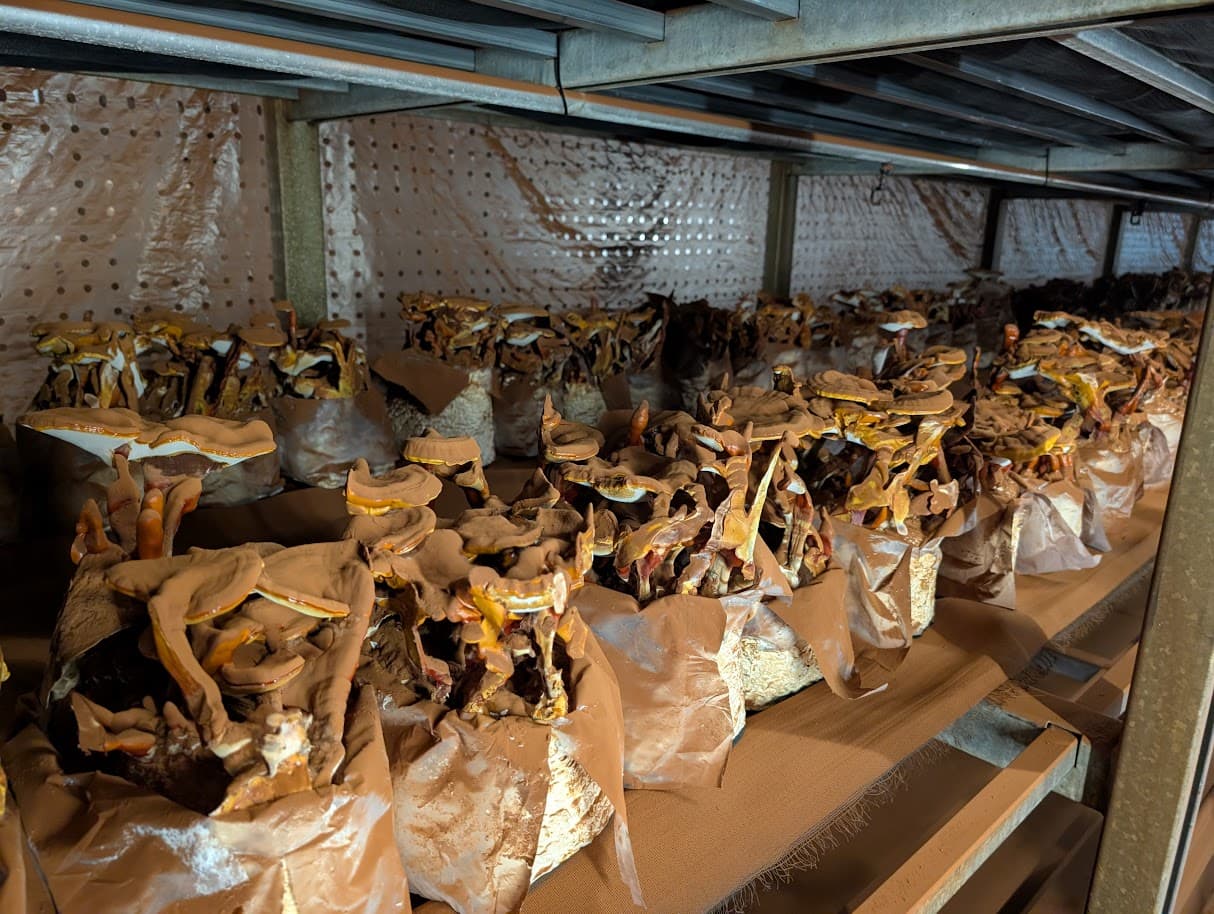 Półki uprawy reishi Ganoderma lucidum z pełnymi owocnikami, Mushroom Empire, Polska