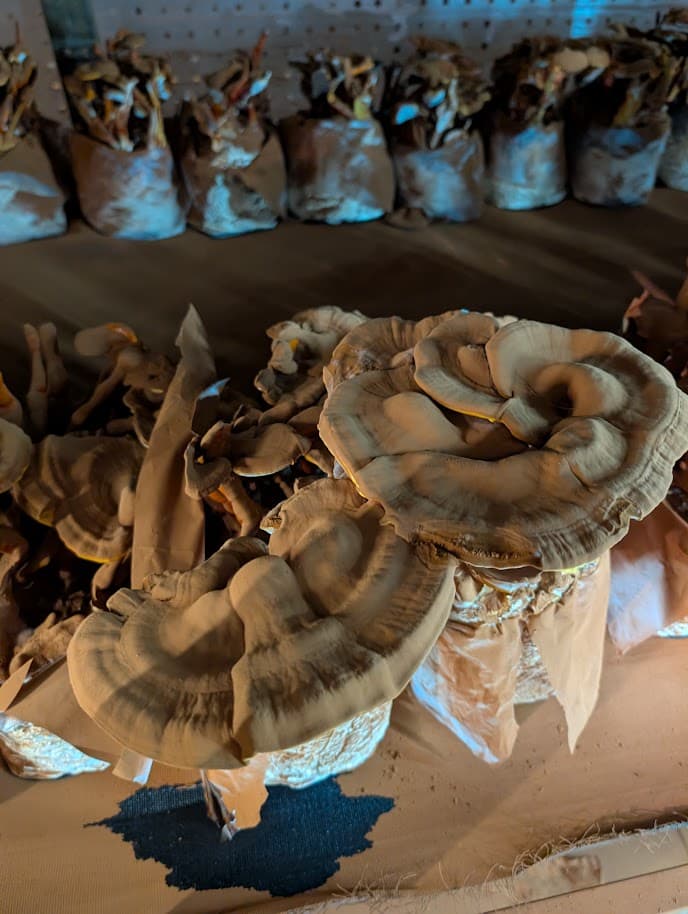 Owocniki reishi Ganoderma lucidum z dojrzałymi zarodnikami w hali uprawowej Mushroom Empire, lubelskie